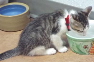 Picture of Little Bit