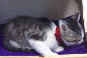 Picture of Little Bit
