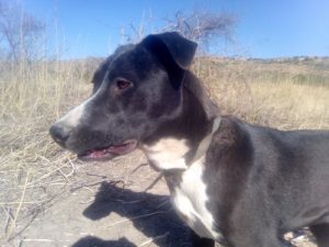Picture of Luna