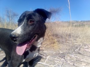 Picture of Luna