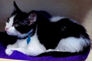 Picture of Luster