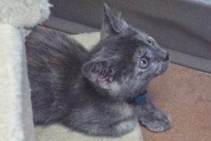 Picture of Lyra