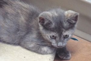 Picture of Lyra