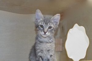 Picture of Merlin