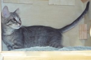 Picture of Merlin