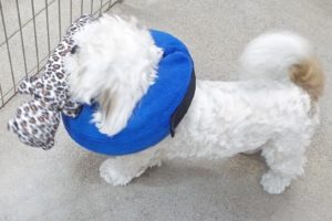 Picture of Milo