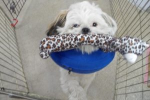 Picture of Milo