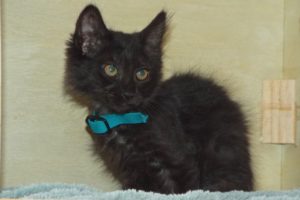 Picture of Mystic