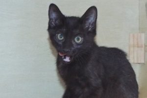 Picture of Mystic