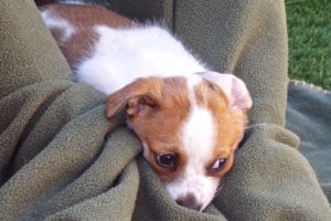Picture of Nehi