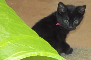 Picture of Nikki