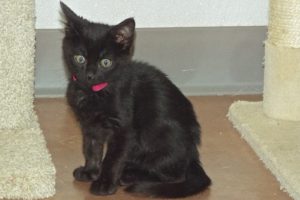 Picture of Nikki
