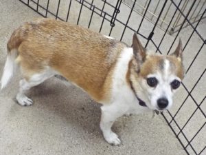 Picture of Rascal