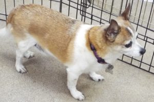 Picture of Rascal