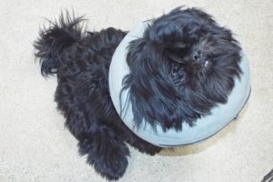 Picture of Shadow