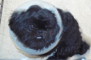 Picture of Shadow