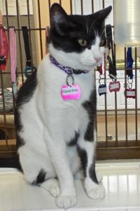 Picture of Sparkle