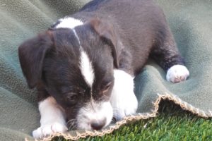 Picture of Sprite