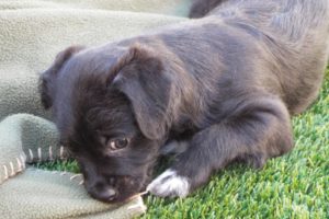 Picture of Squirt