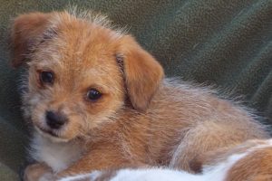 Picture of Sunkist