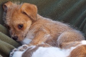Picture of Sunkist