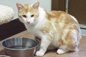 Picture of Tamale