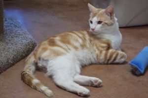Picture of Tamale