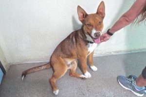 Picture of Tyke