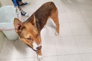 Picture of Tyke