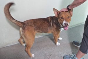 Picture of Tyke