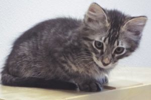 Picture of Wizard