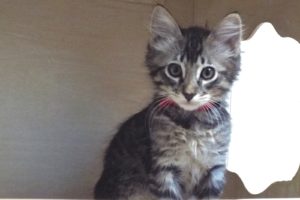 Picture of Wizard