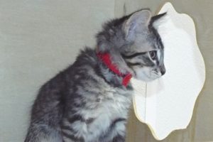 Picture of Wizard