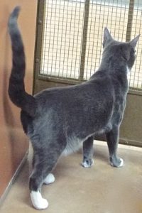 Picture of Almond