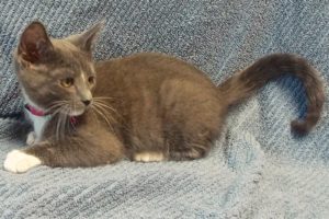 Picture of Almond