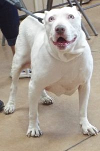 Picture of Bella Girl