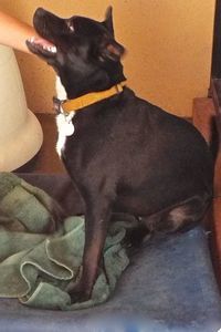 Picture of Boo