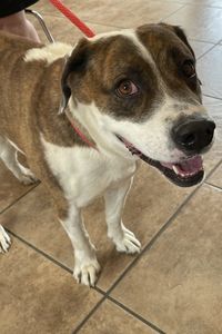 Picture of Boscoe