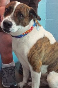 Picture of Boscoe