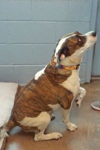 Picture of Boscoe