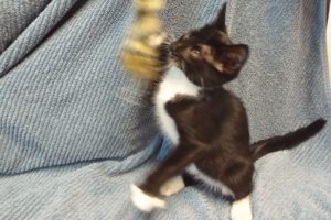 Picture of Cashew