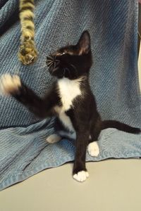 Picture of Cashew