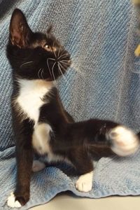 Picture of Cashew
