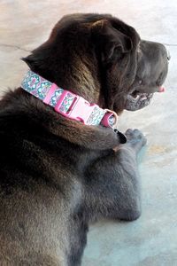 Picture of Cassidy