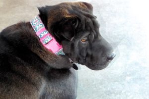 Picture of Cassidy
