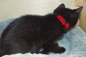 Picture of Catsby