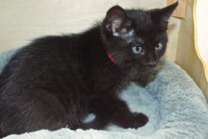 Picture of Catsby
