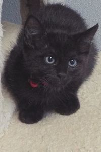 Picture of Catsby