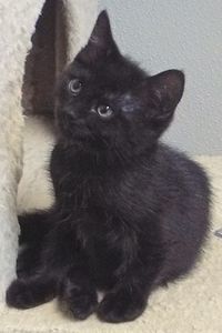 Picture of Catsby