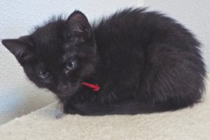 Picture of Catsby